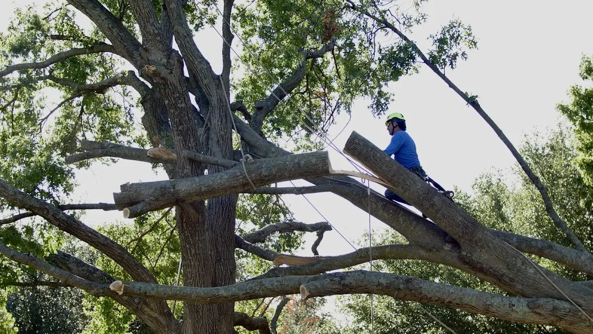 Professional Crown Thinning performed by certified arborists in Needham