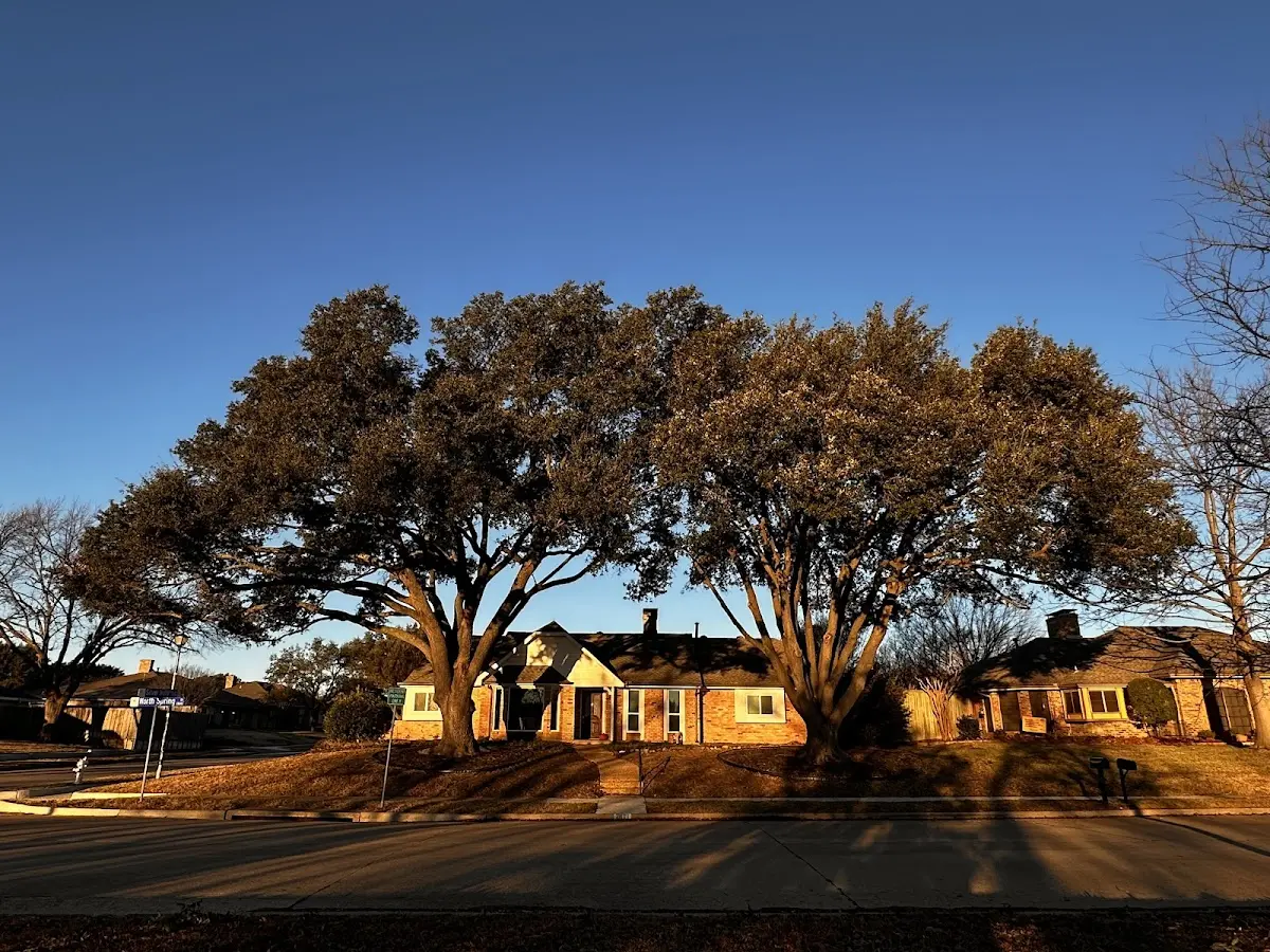 Established residential canopy tree shading a home in Needham